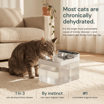 Purestream AquaOne - Automatic Cat Fountain